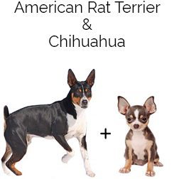 Rat-Cha Dog